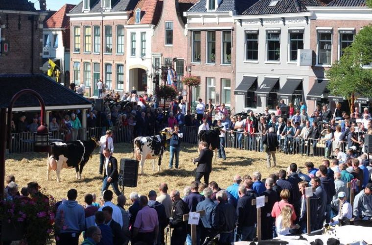 Veekeuringsdag op de Merk in Workum: fokkers met hun vee en traditionele keuring op het plein van dit Friese havenplaatsje