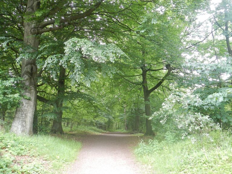 Yoga bij Welgelegen Workum — natuur in Workum